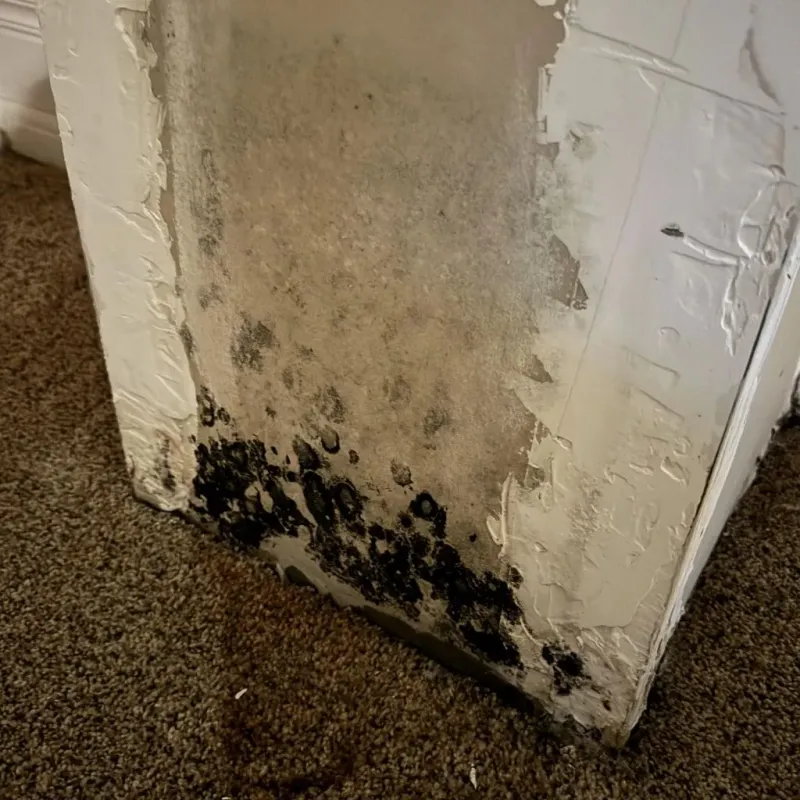 Professional Mold Removal in Malvern, AR